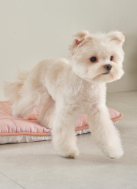 이미지를 찾을 수 없습니다.