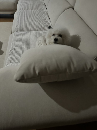 이미지를 찾을 수 없습니다.